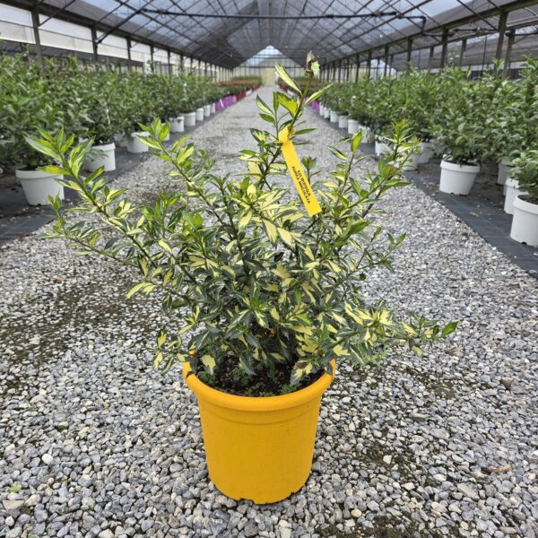 Ilex myrtifolia 'AUREA MACULATA'