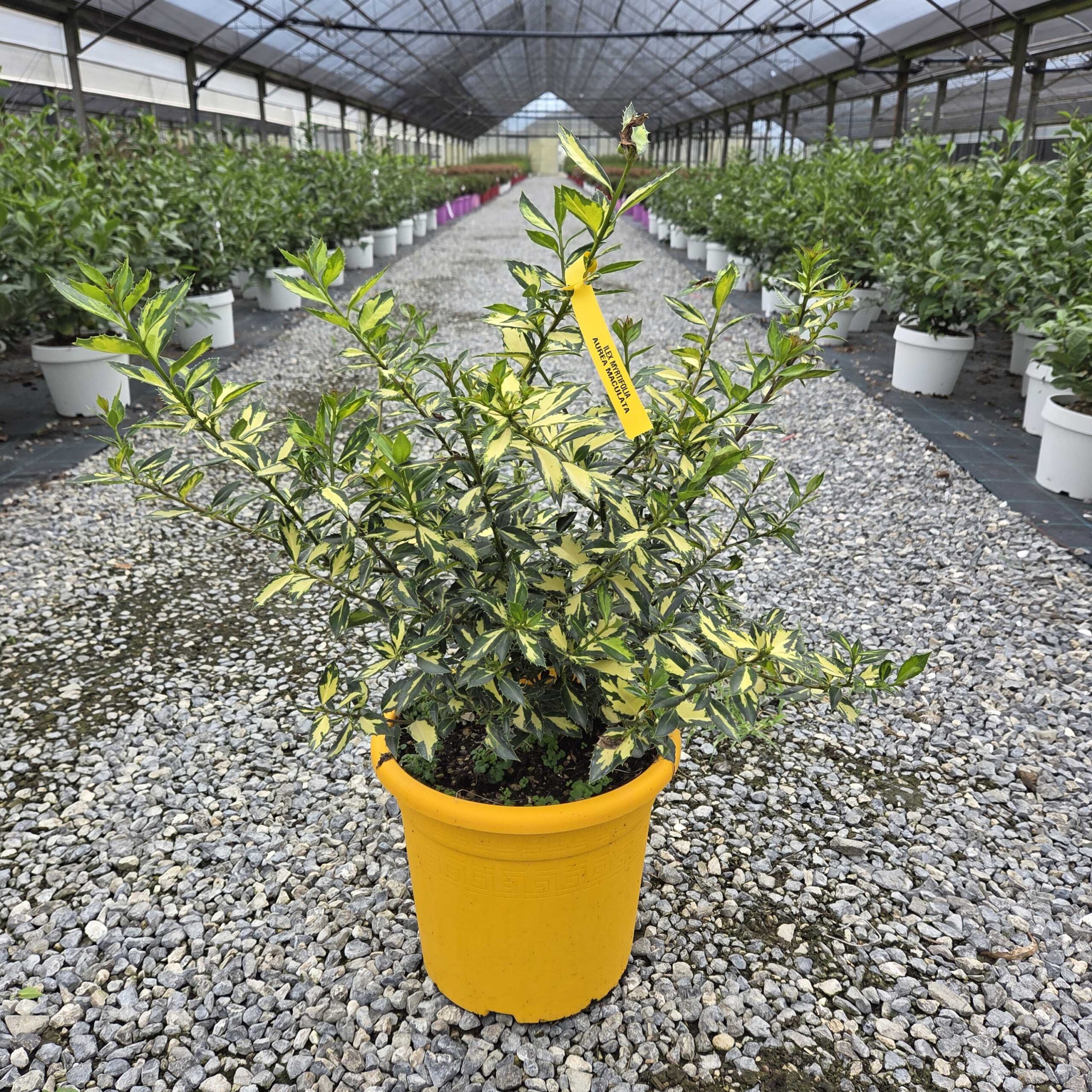 Ilex myrtifolia 'AUREA MACULATA' Ilex myrtifolia 'AUREA MACULATA' - slika 1