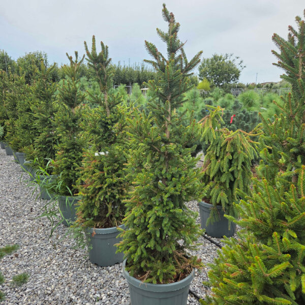 Picea abies 'WILL'S ZWERG'