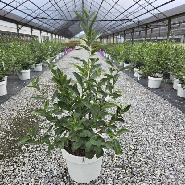 Thea sinensis