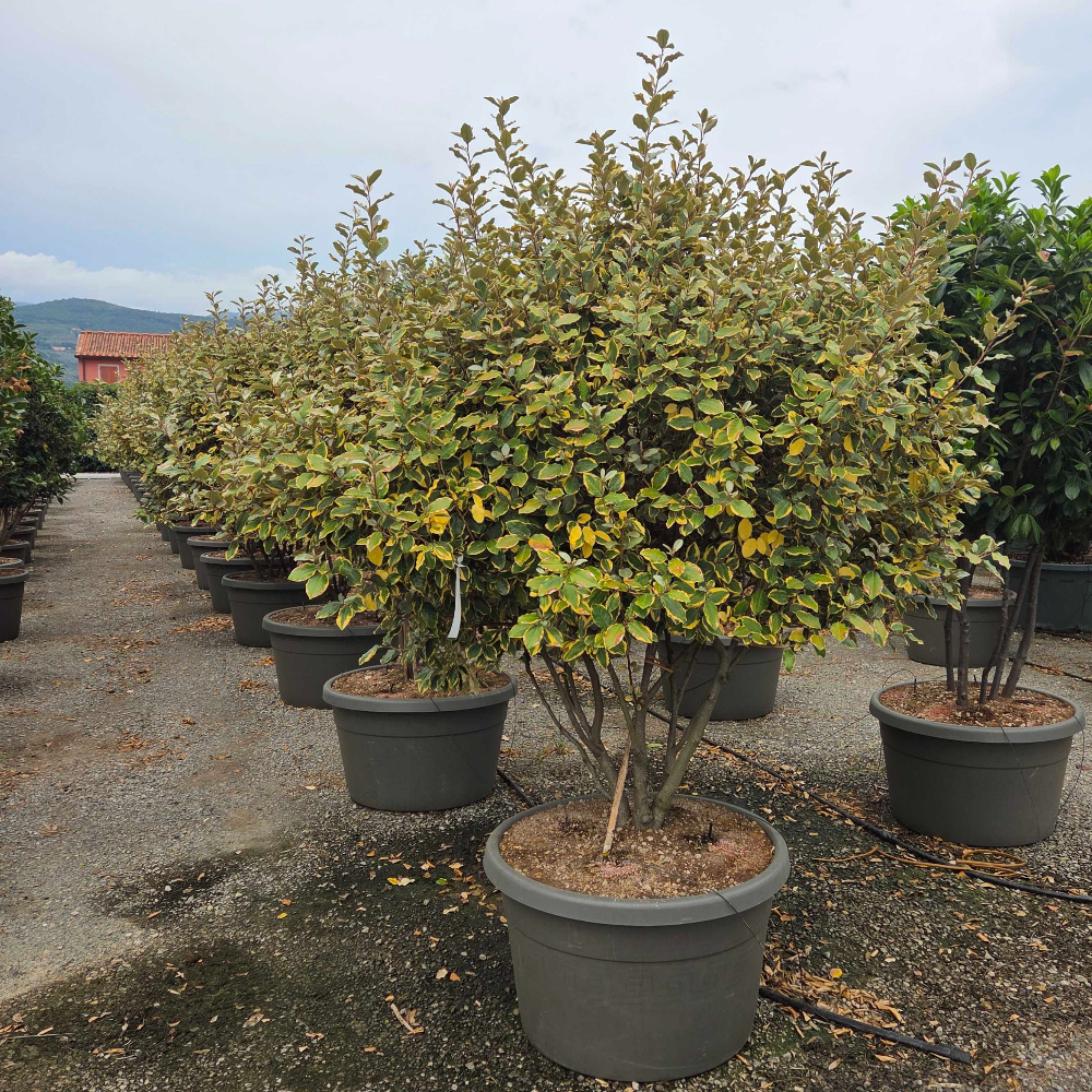 Elaeagnus × EBBINGEI 'VIVELEG' Elaeagnus × EBBINGEI ''VIVELEG' - slika 1