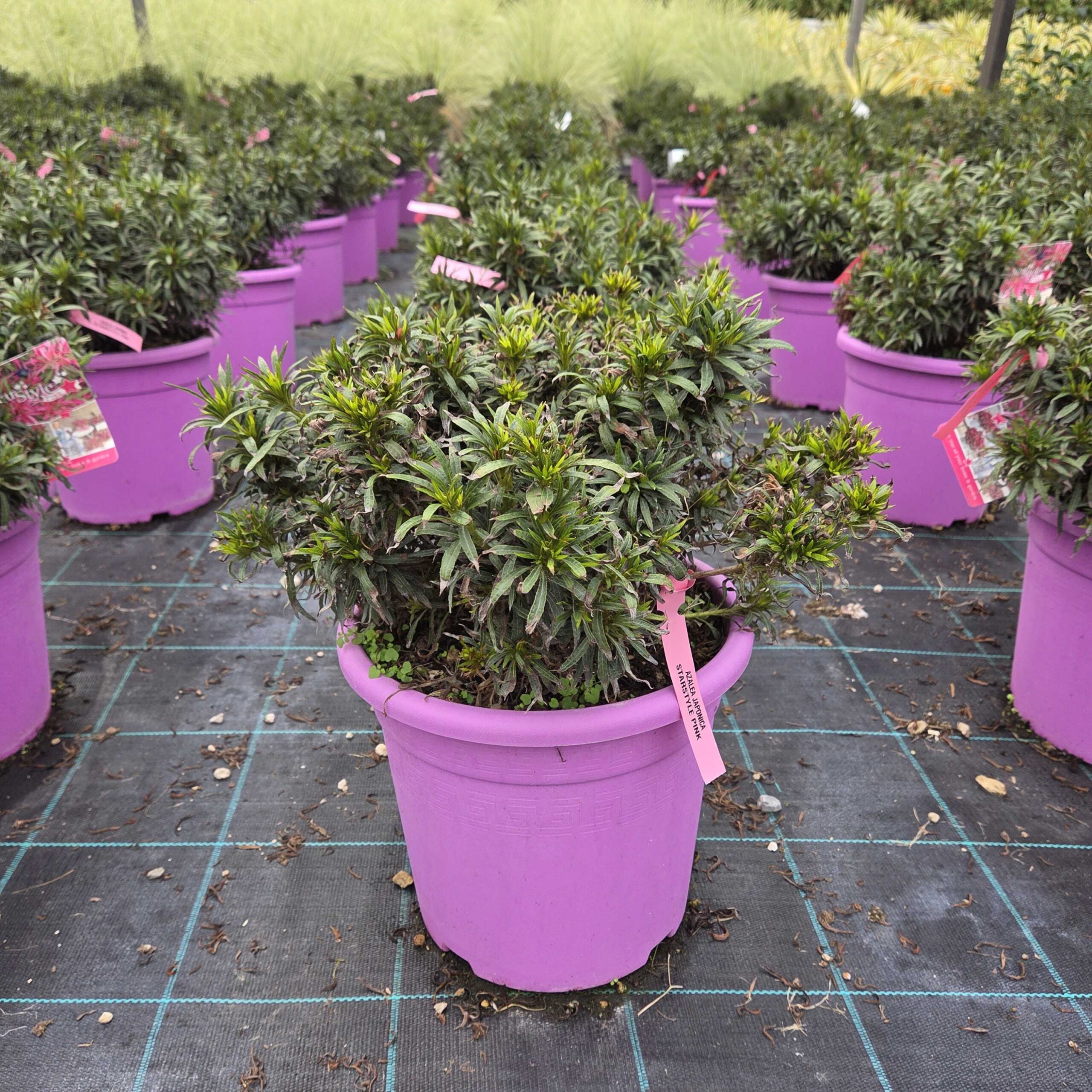 Azalea japonica 'STARSTYLE PINK' Azalea japonica 'STARSTYLE PINK' - slika 1