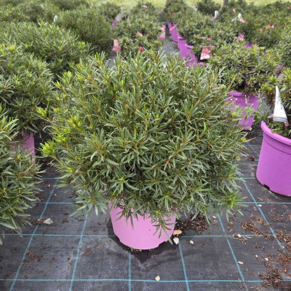 Azalea japonica 'STARSTYLE WHITE'