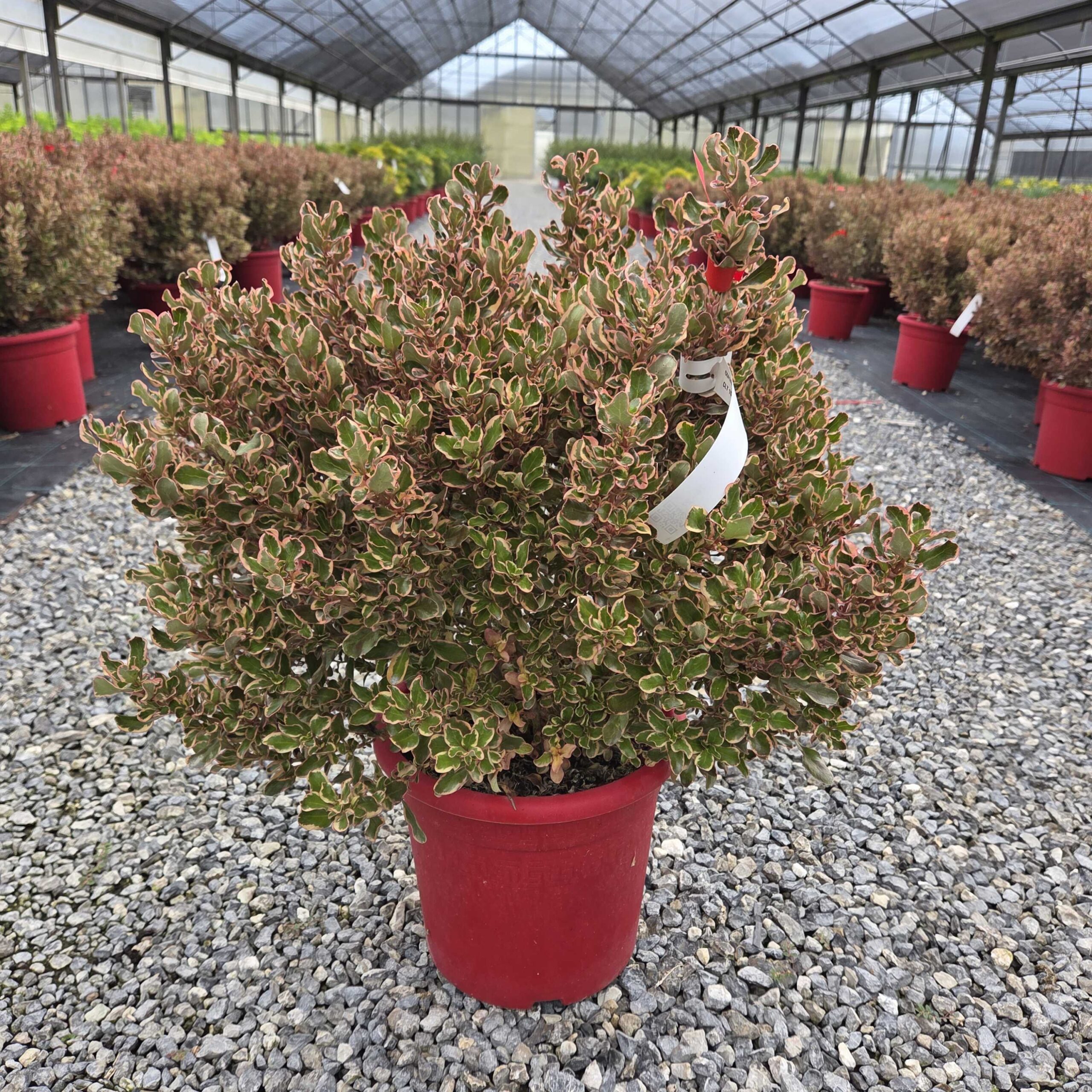 Coprosma eclipse Coprosma eclipse - slika 1