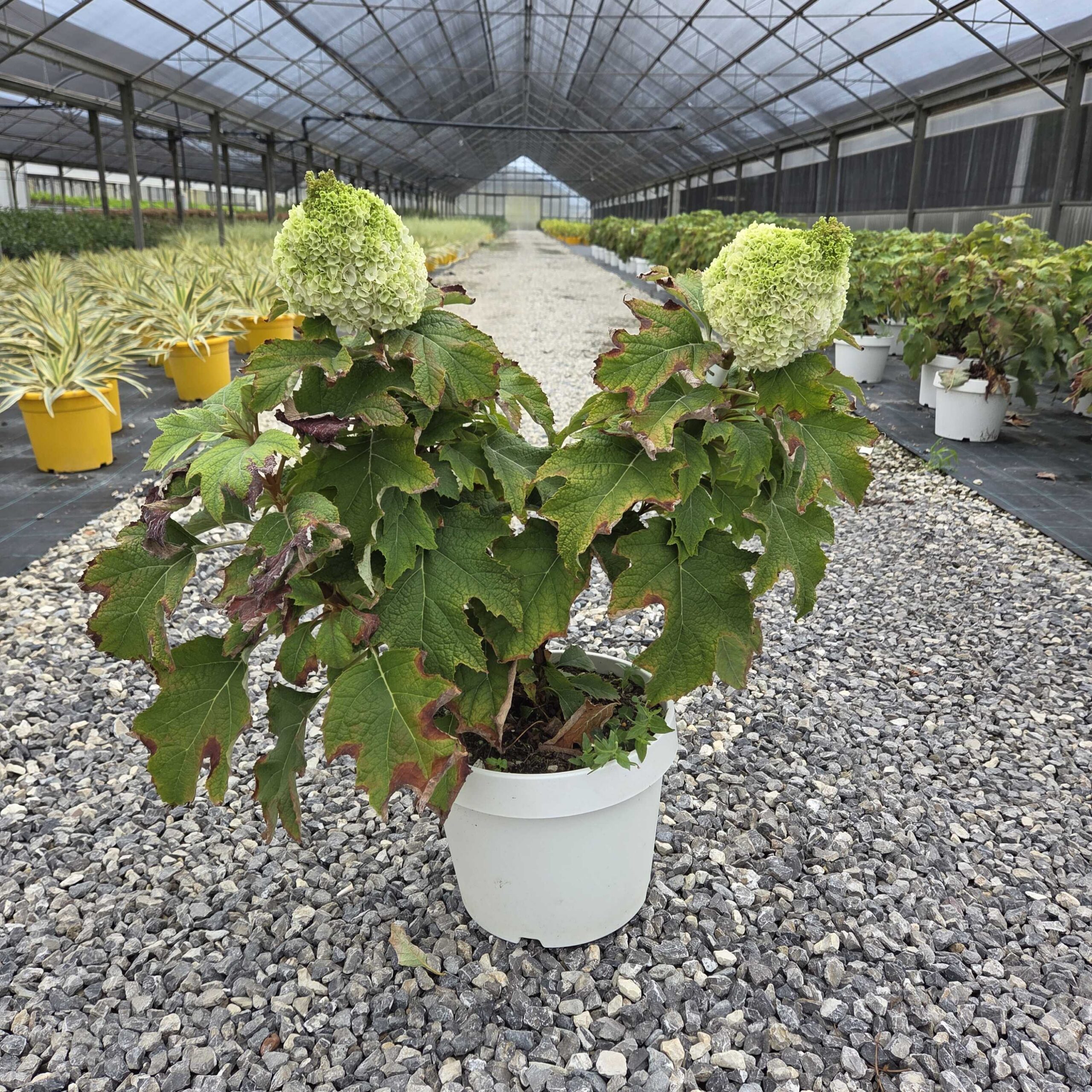 Hydrangea quercifolia 'TARA' Hydrangea quercifolia 'TARA' - slika 1