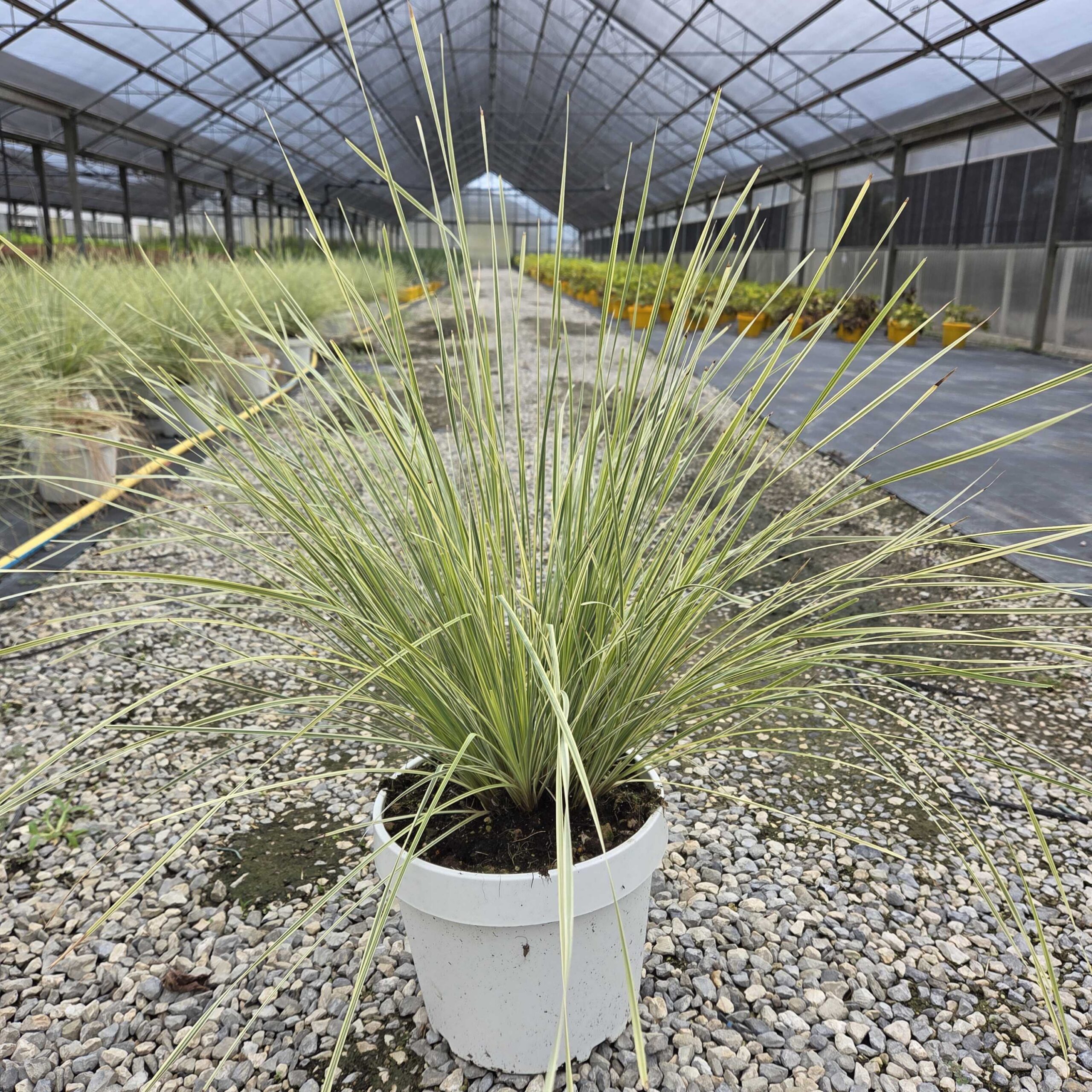 Lomandra longifolia 'WHITE SANDS' Lomandra longifolia 'WHITE SANDS' - slika 1