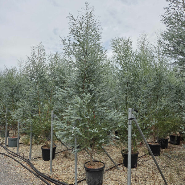 Eucalyptus gunnii 'AZURA'