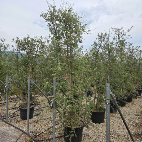 Quercus suber