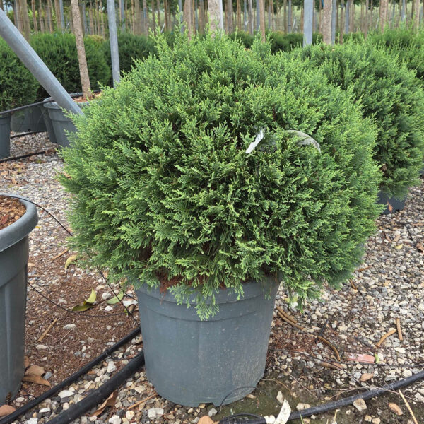 Cupressocyparis leylandii