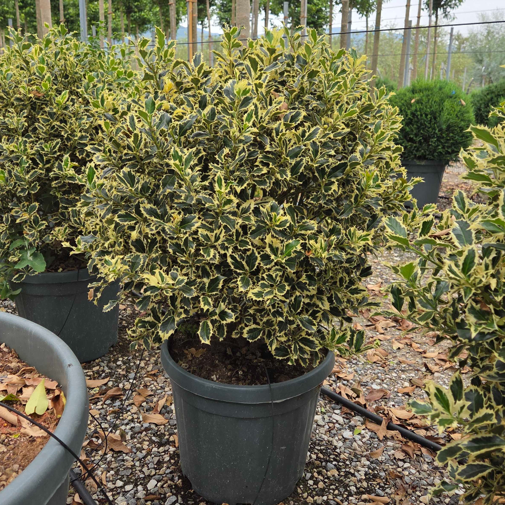 Ilex aquifolium 'ARGENTEOMARGINATA' Ilex aquifolium 'ARGENTEOMARGINATA' - slika 1
