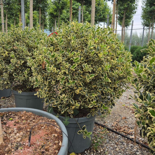 Ilex aquifolium 'ARGENTEOMARGINATA'