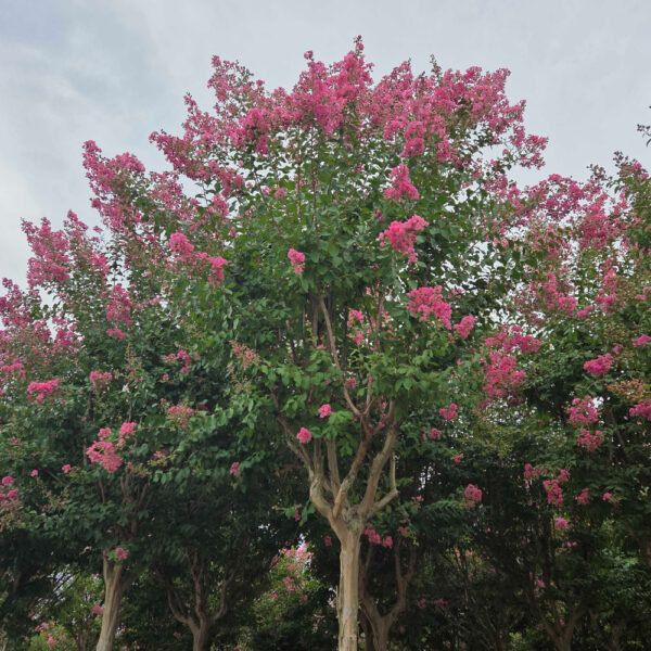 Lagerstroemia indica 'ROSEA'