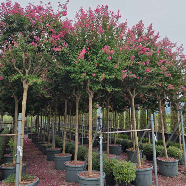 Lagerstroemia indica 'ROSEA'