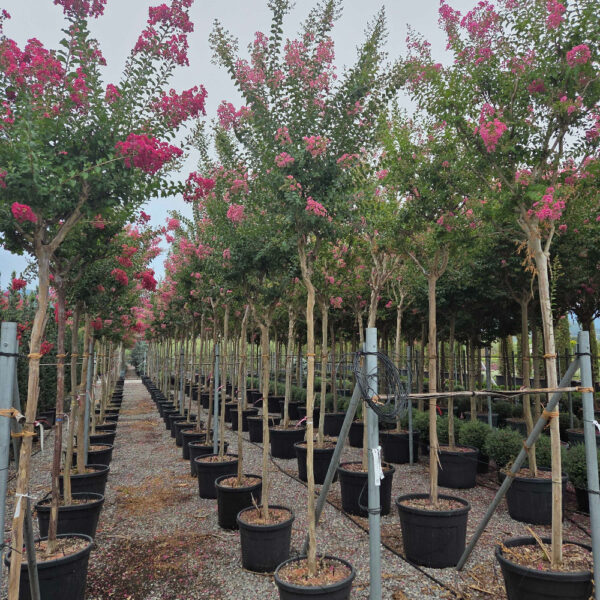 Lagerstroemia indica 'ROSEA'