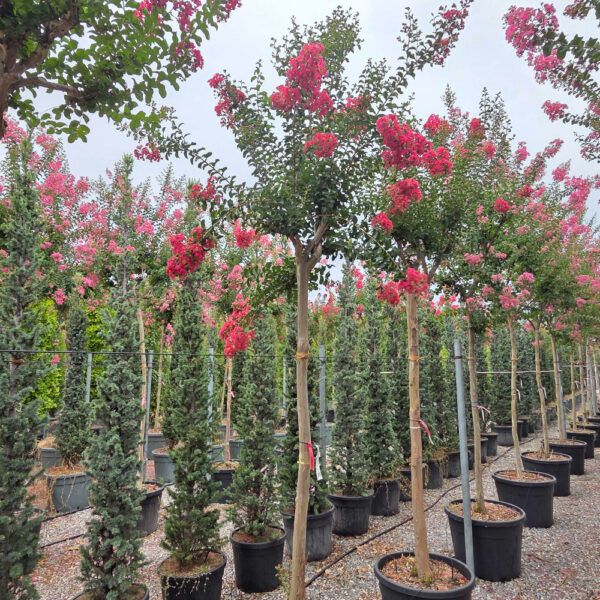Lagerstroemia × CAROLINE ''BEAUTY'