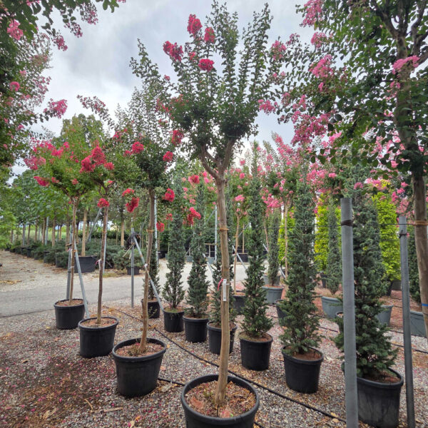 Lagerstroemia × CAROLINE ''BEAUTY'