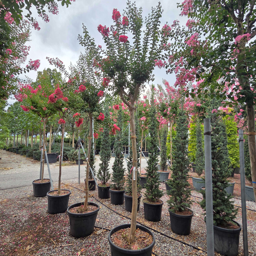 Lagerstroemia × CAROLINE 'BEAUTY' Lagerstroemia × CAROLINE ''BEAUTY' - slika 1