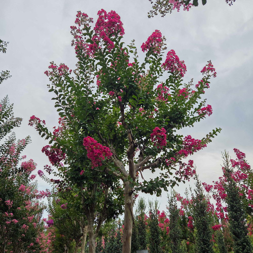 Lagerstroemia × DURANT 'RED' Lagerstroemia × DURANT ''RED' - slika 1