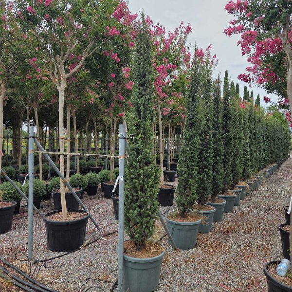 Cedrus atlantica ´Fastigiata´ (Stebrasta atlaška cedra)