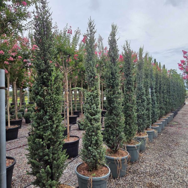 Cedrus atlantica ´Fastigiata´ (Stebrasta atlaška cedra)