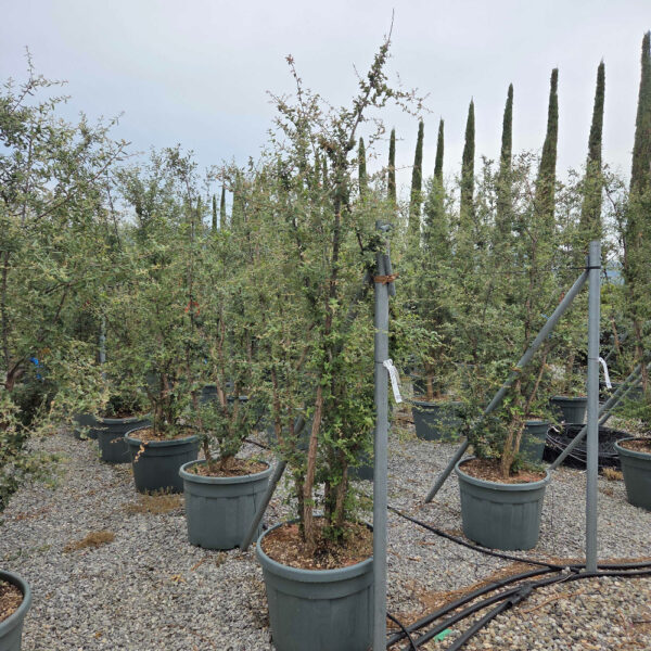 Quercus suber