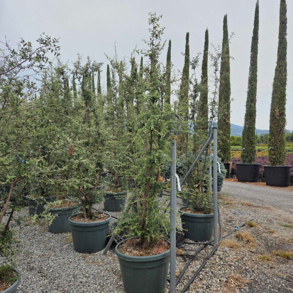 Quercus suber