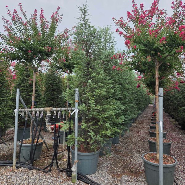 Cedrus deodara (Himalajska cedra)