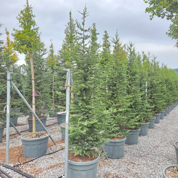 Cedrus atlantica (Atlaška cedra)