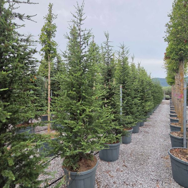 Cedrus atlantica (Atlaška cedra)
