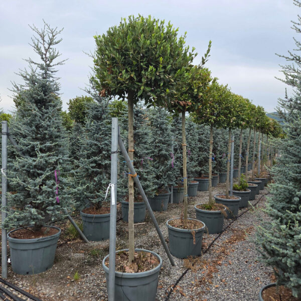 Laurus nobilis