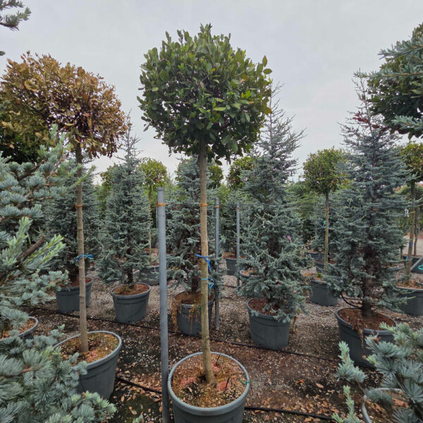 Laurus nobilis