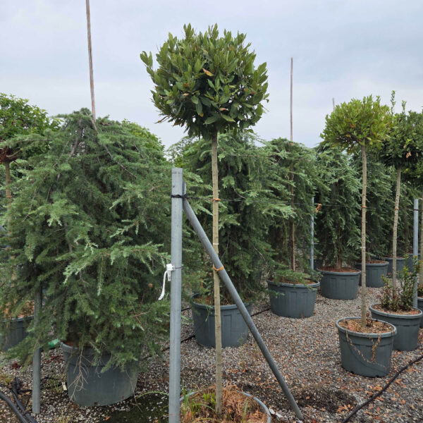 Laurus nobilis