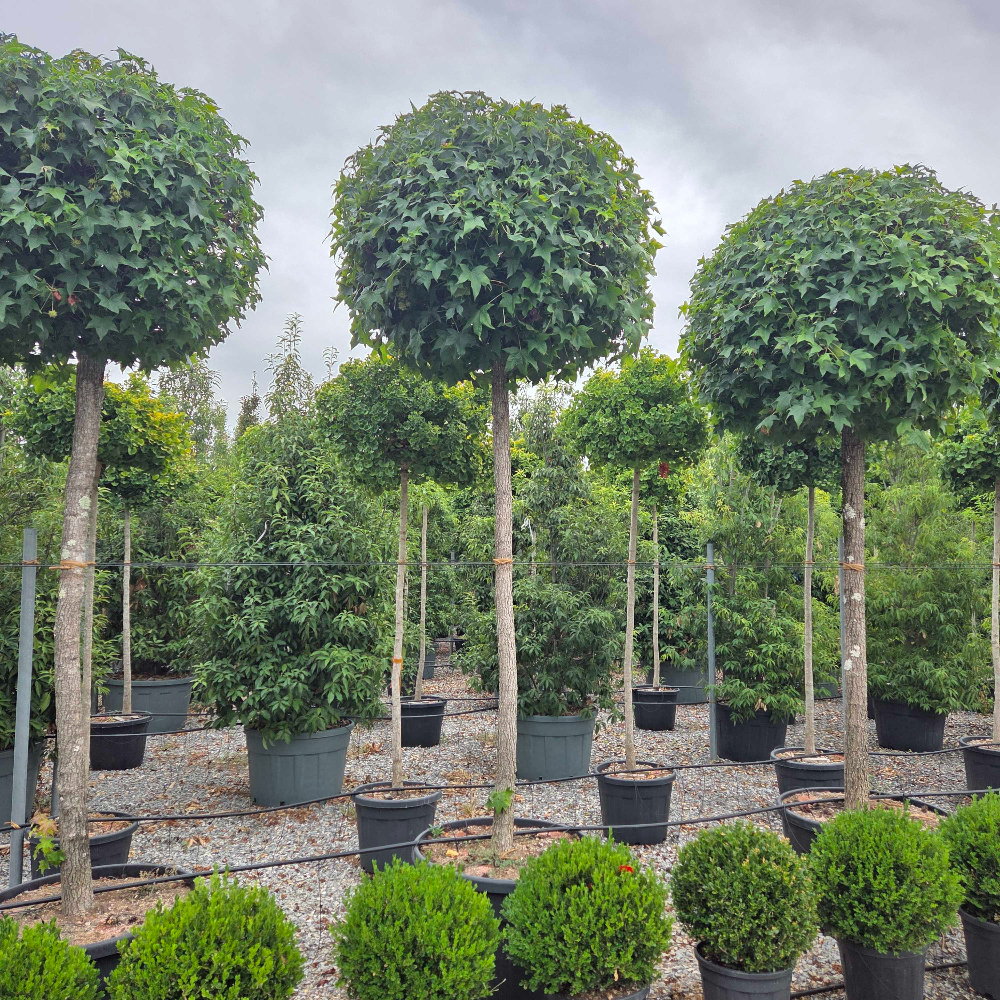 Liquidambar styraciflua 'GUM' Liquidambar styraciflua 'Gum' - slika 1