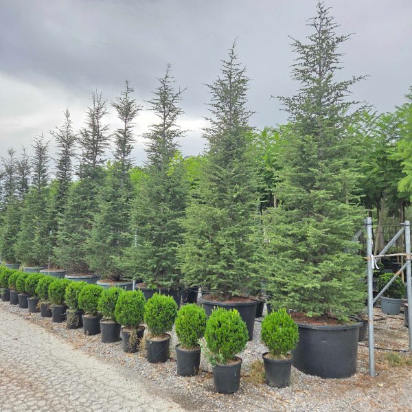 Cedrus atlantica (Atlaška cedra)