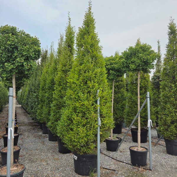 Carpinus betulus 'Lucas' (Stebrasti gaber)