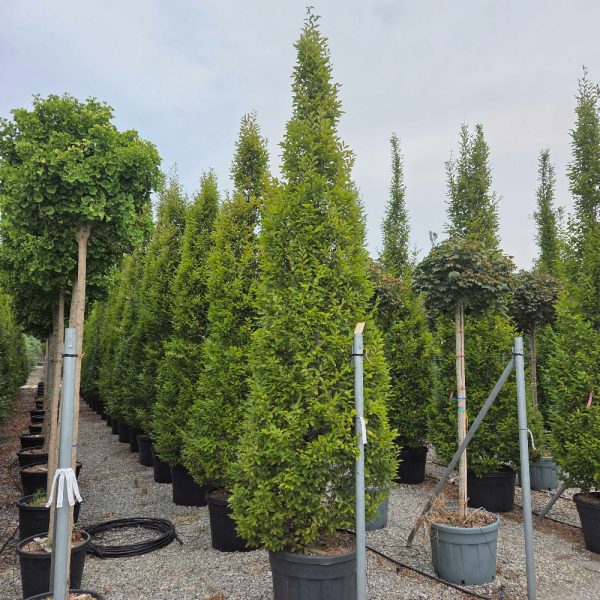 Carpinus betulus 'Fastigiata' (Stebrasti gaber)