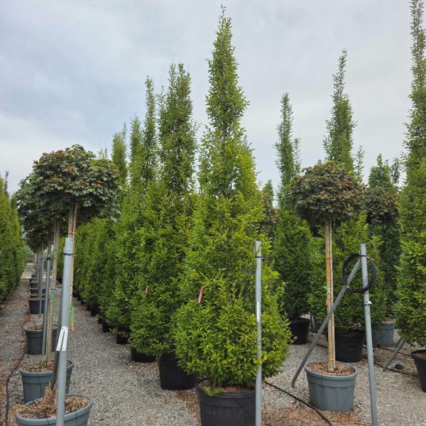 Carpinus betulus 'Fastigiata' (Stebrasti gaber)
