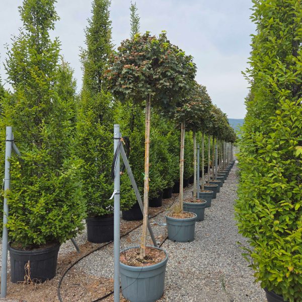 Acer platanoides 'Globosum' (Kroglasti ostrolistni javor)