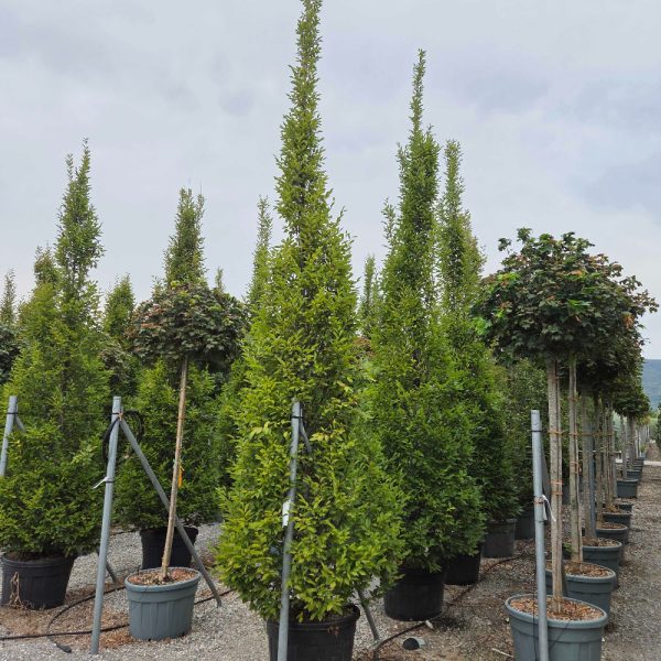 Carpinus betulus 'Lucas' (Stebrasti gaber)