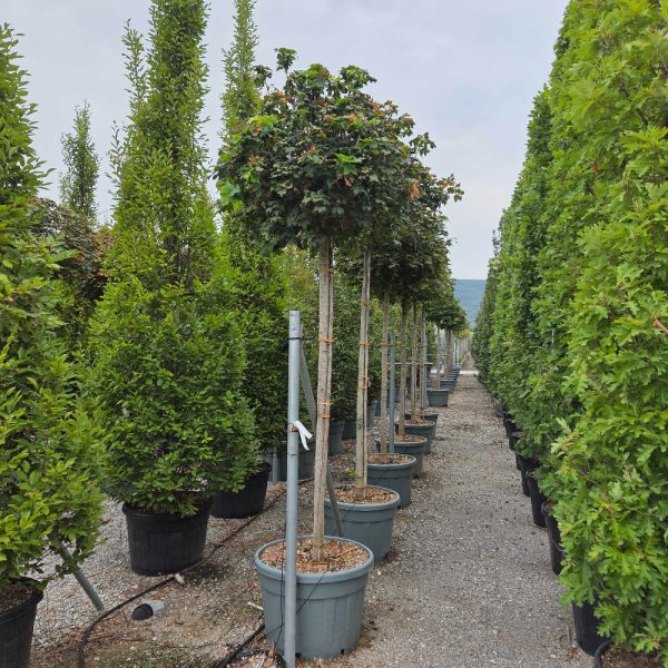 Acer platanoides 'Globosum' (Kroglasti ostrolistni javor)