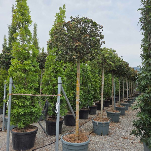 Acer platanoides 'Globosum' (Kroglasti ostrolistni javor)