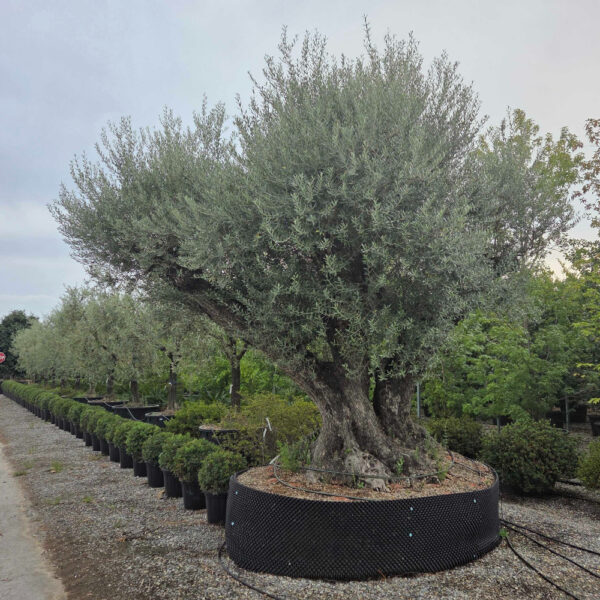 Olea Europaea (Oliva)