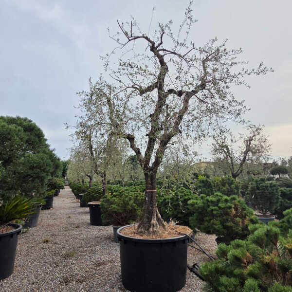 Olea europaea 'FORMA TOSCANA'