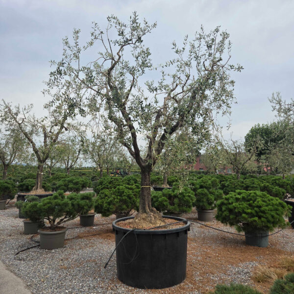 Olea europaea 'FORMA TOSCANA'