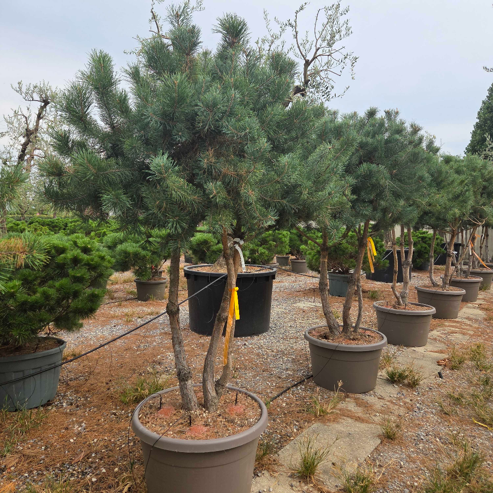 Pinus sylvestris Pinus sylvestris - slika 1