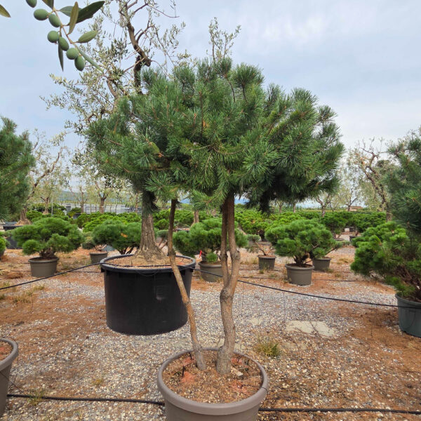 Pinus sylvestris