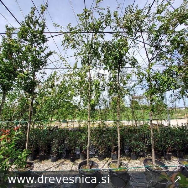 Prunus incisa 'Kojou-no-mai' (Okrasna češnja)