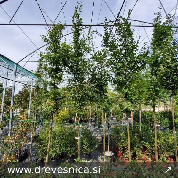 Acer campestre 'William Caldwell' (Stebrasti poljski javor, maklen)