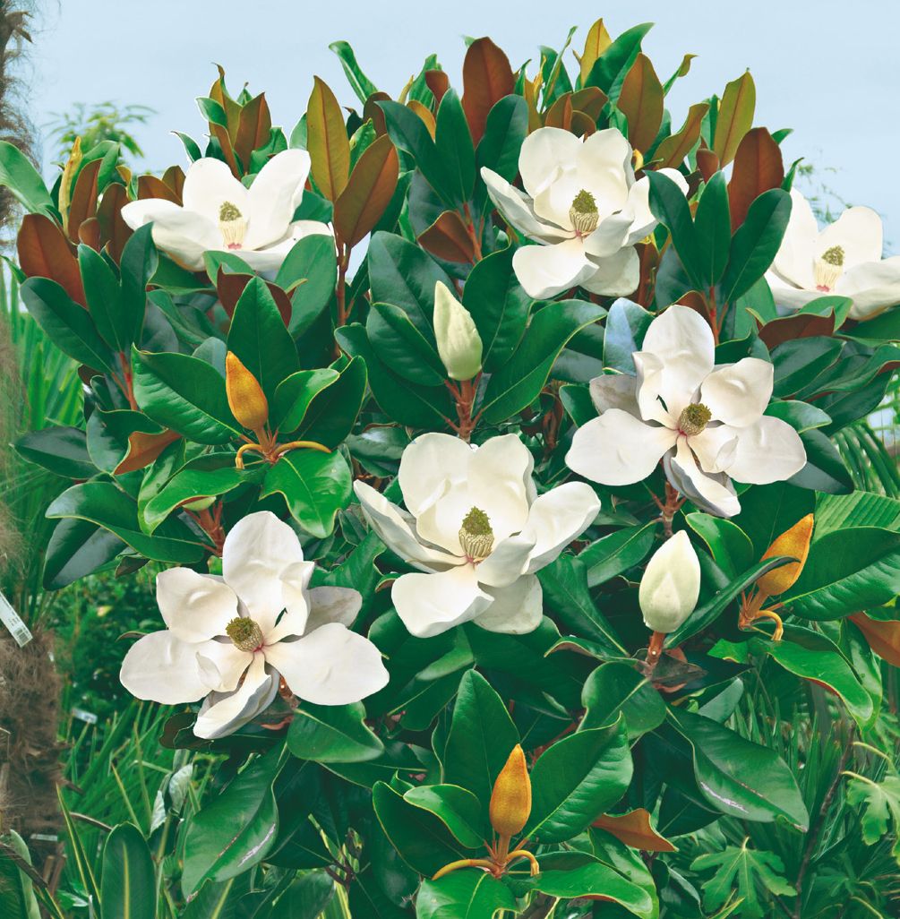 Velikocvetne magnolije