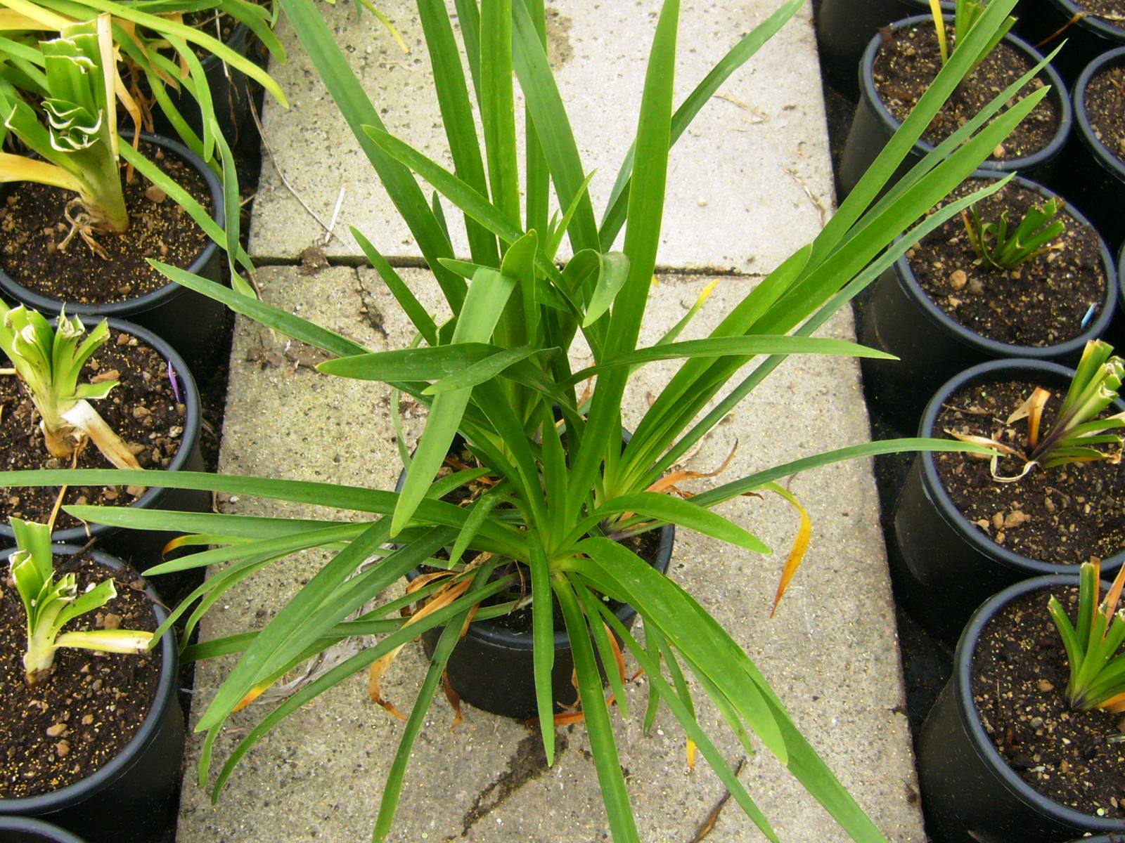 AGUMAL-I-8051838026368 Agapanthus umbellatus 'ALBUS' AGUMAL-I-8051838026368